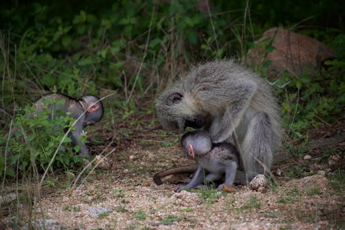 Gratis stockfoto met aap, achtergrond, baby dier