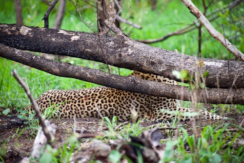 Fotos de stock gratuitas de animal salvaje, depredador, estampado de leopardo