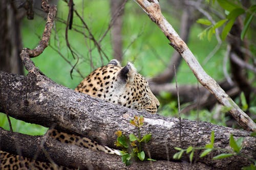 Gratis lagerfoto af baggrund, dyreliv, Leopard