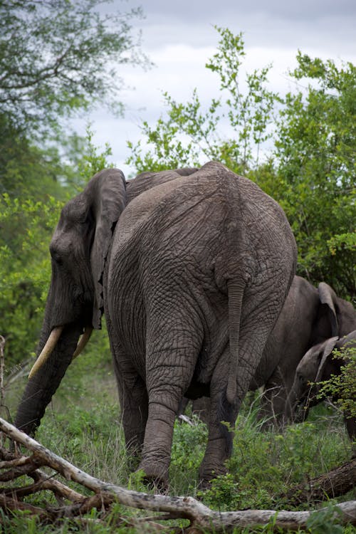 afrika fili, doğa, fil içeren Ücretsiz stok fotoğraf