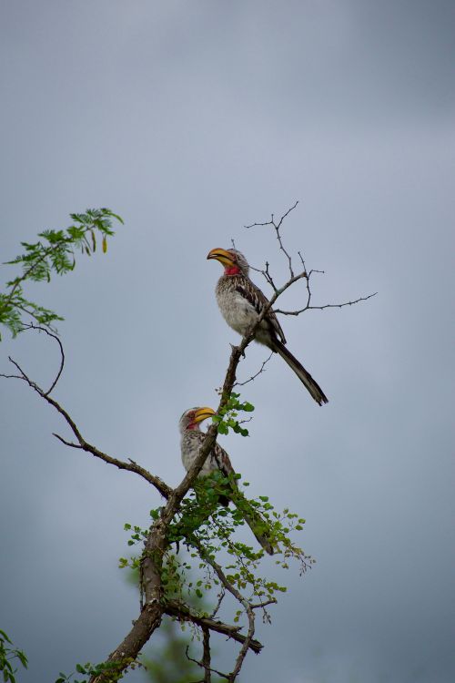 Free Two hornbills perched on a leafy branch against a cloudy sky. Stock Photo