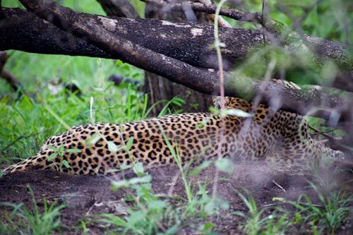 Foto d'estoc gratuïta de animal salvatge, depredador, estampat de lleopard