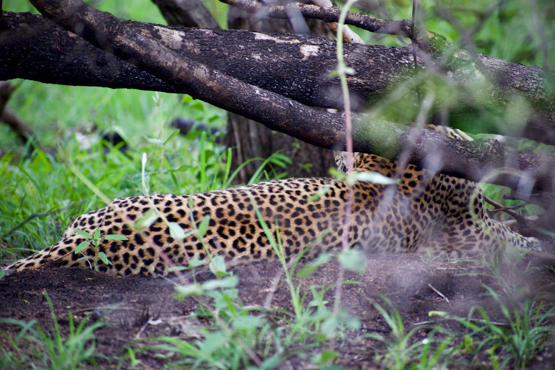 Free stock photo of background, leopard, leopard print