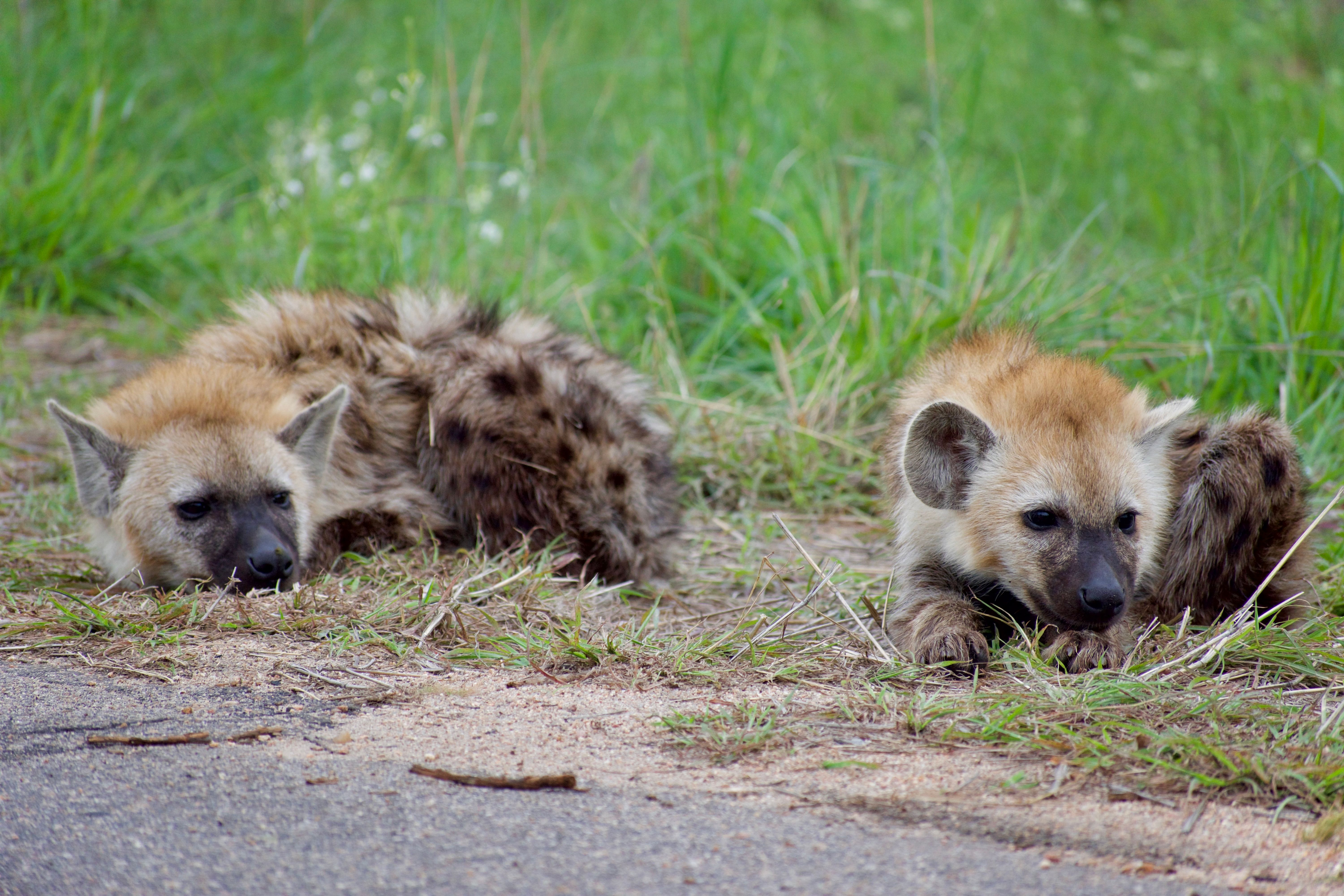 who wins hyena wild