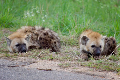 Gratis lagerfoto af dyrefotografering, dyreliv, hyæner