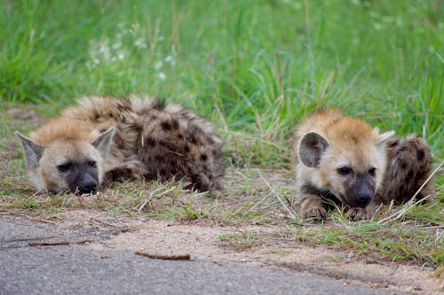 Photo of Hyenas Lying on the Ground