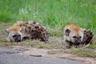 Photo of Hyenas Lying on the Ground