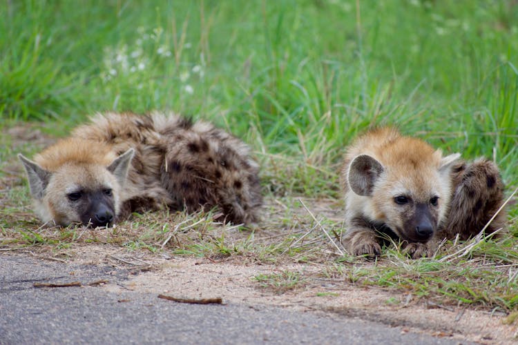 Photo Of Hyenas Lying On The Ground