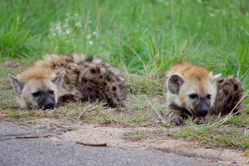 Free Two young hyenas resting on grass in the wild, showcasing natural wildlife behavior. Stock Photo