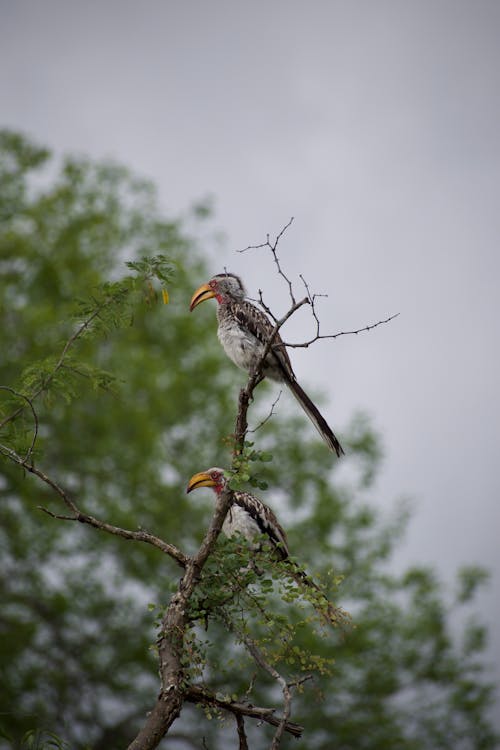 Red-billed Hornbill Birds Perched on a Branch