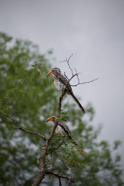Free Pair of red billed hornbills perched on a branch among lush greenery. Stock Photo