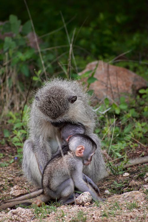 Foto d'estoc gratuïta de animal de bebè, cria de mico, fons
