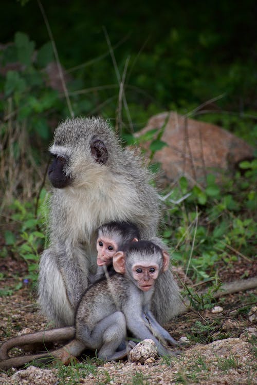 açık hava, bebek hayvanı, bebek maymun içeren Ücretsiz stok fotoğraf