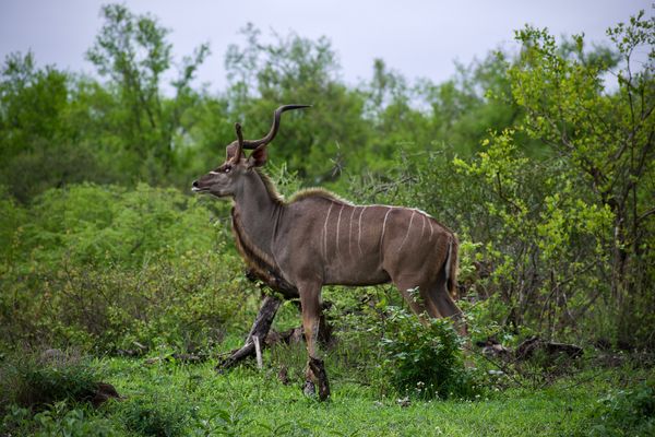 ALL-INCLUSIVE BALULE PRIVATE RESERVE SAFARI - Destinations