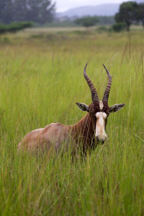 Photo of an Antelope in a Grass Field