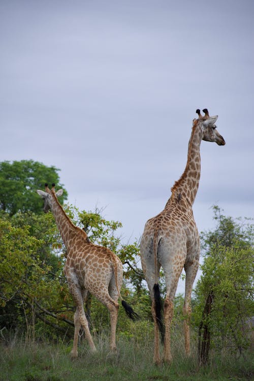 A Pair of Giraffes  Standing on Green Grass Near Trees