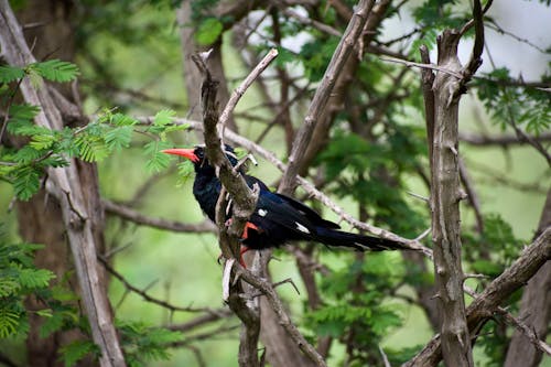 Gratis stockfoto met vogel