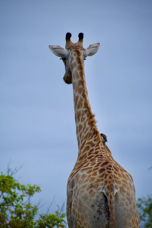Back View of a Giraffe Under Blue Sky