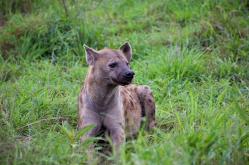 Ilmainen kuvapankkikuva tunnisteilla eläin, eläinkuvaus, hyeena