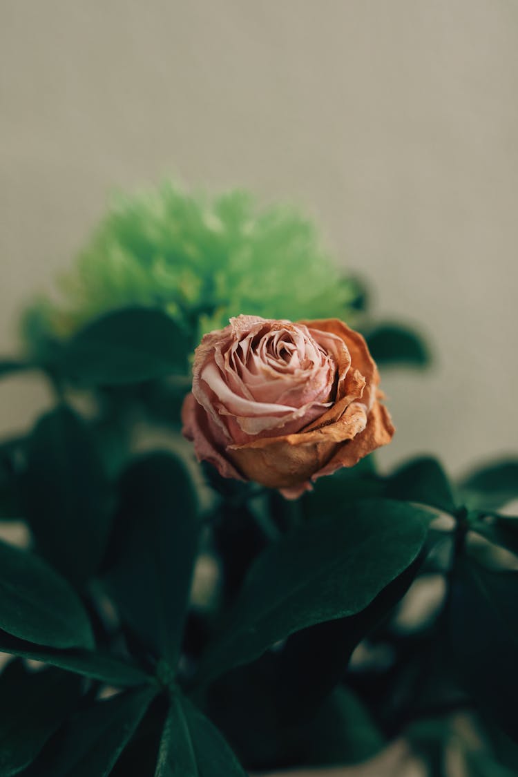 Close-up Of A Dry Rose 