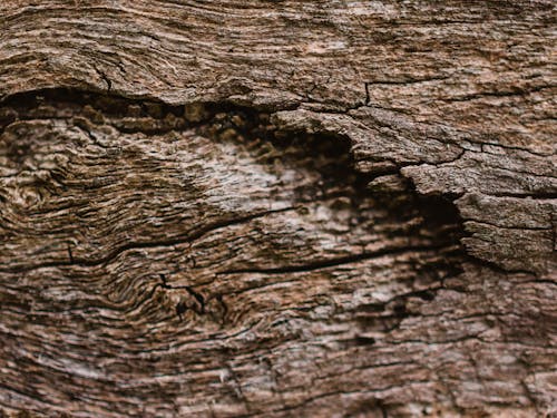 Close-up Shot of a Tree Bark
