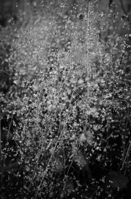 Free Grayscale Photo of Flower Field Stock Photo