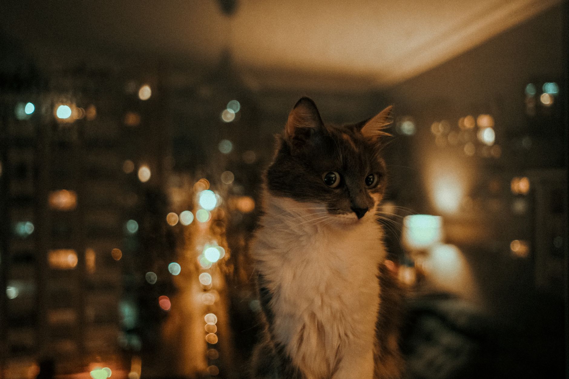 Domestic cat sitting by a window with bokeh city lights backdrop at night.