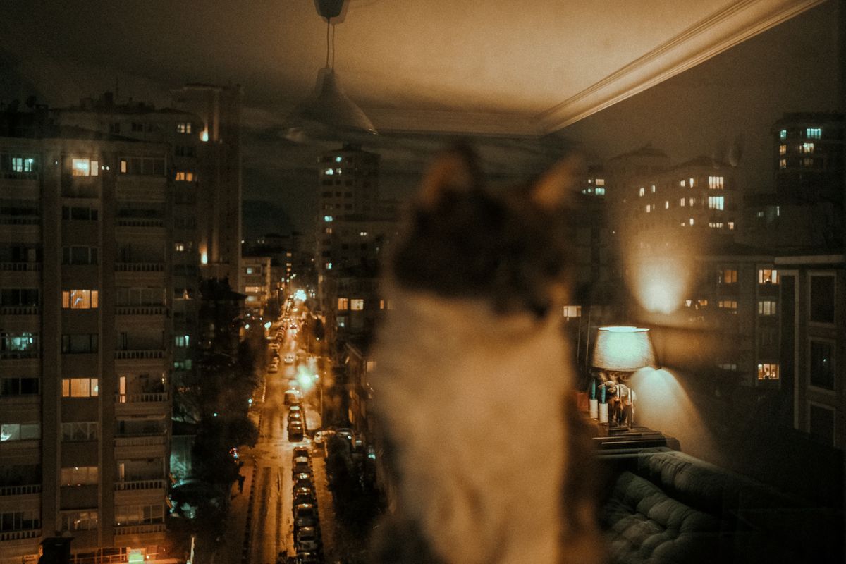 夜晚城市窗景，租房养宠的地点多在公寓，条款细节比房子本身更容易出问题