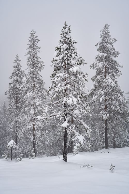 Free Majestic pine trees blanketed in snow in a serene Norwegian winter landscape. Stock Photo