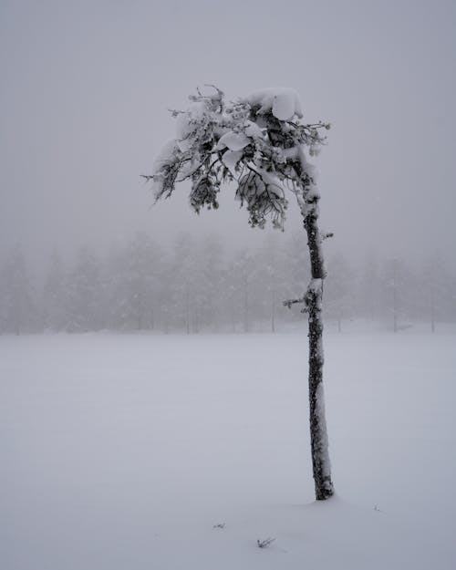 Free Snow Covered Tree on Snow Covered Ground Stock Photo