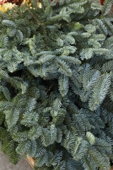 Detailed vertical shot of lush green pine needles, capturing texture and natural beauty.
