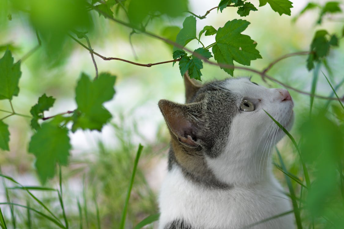 Gratis Fotografia Di Close Up Di Gatto Bianco E Grigio In Piedi Sotto L'albero Foto a disposizione