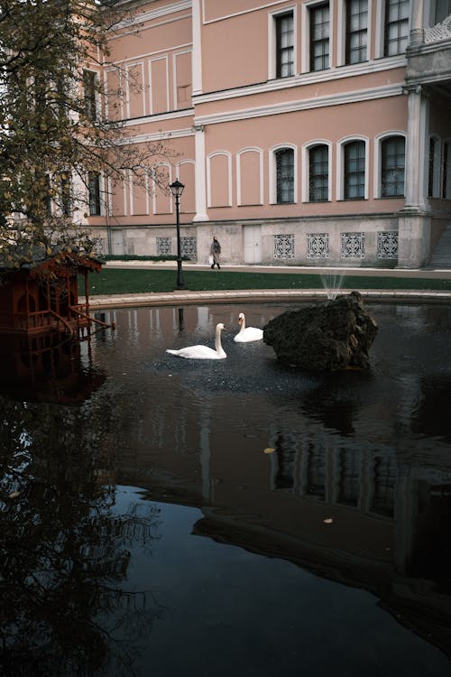 Photos gratuites de bassin, cygne, eau