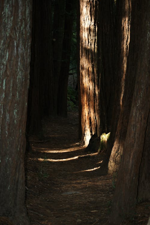 dikey atış, orman, orman patikası içeren Ücretsiz stok fotoğraf