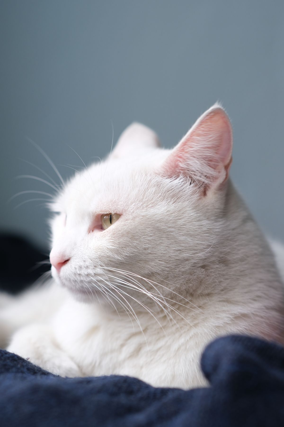 Field of One - a cat photograph in the VOID collection.