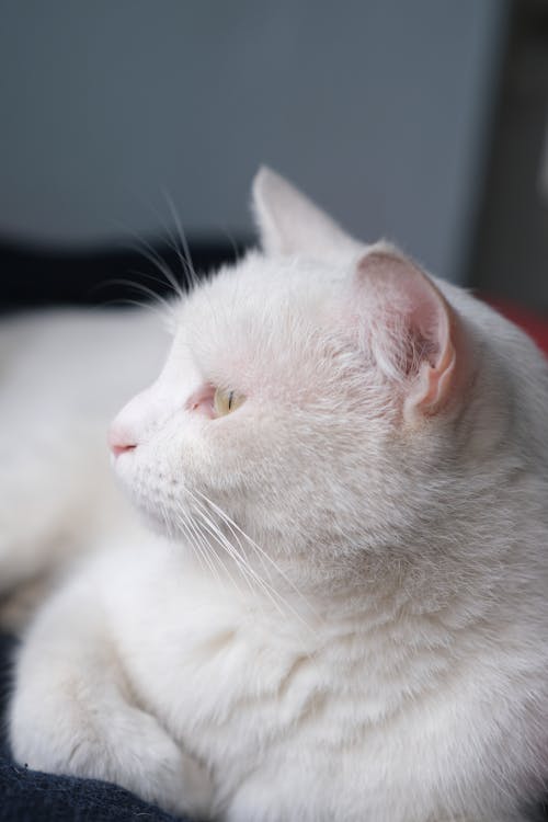 Fotobanka s bezplatnými fotkami na tému biela mačka, domáce zviera, fotografia