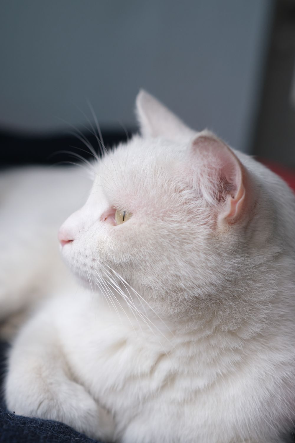 Close Up Photo of a White Cat · Free Stock Photo