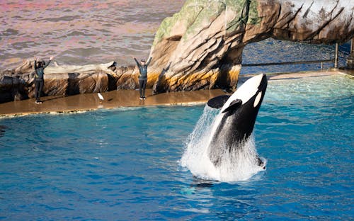 Free クジラ, サンディエゴ, シーワールドの無料の写真素材 Stock Photo