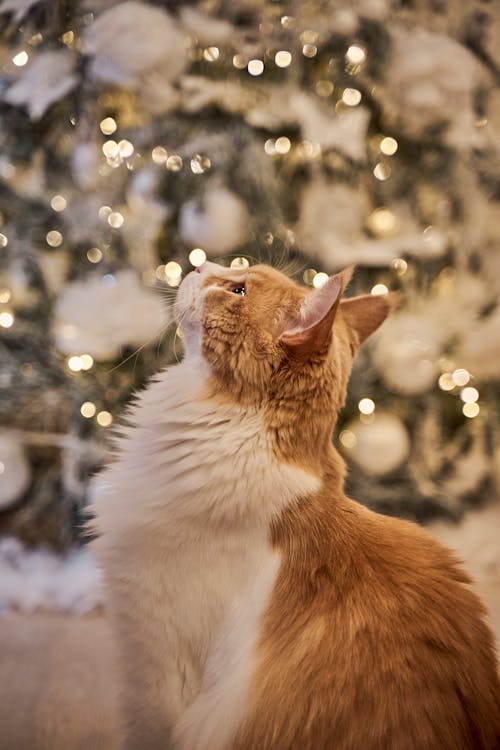 Cute Cat Looking Up