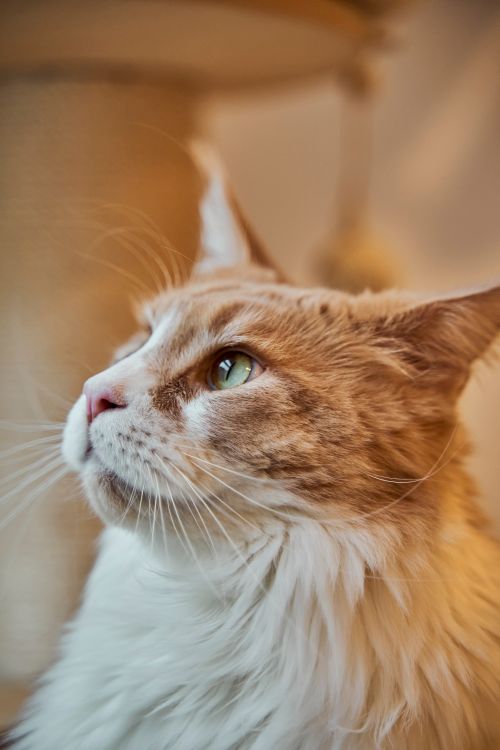 Free Charming portrait of a Maine Coon cat with focused eyes, perfect for pet lovers. Stock Photo