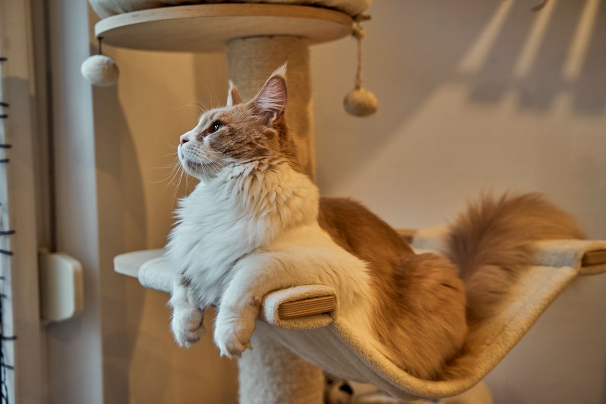 arbre chat ikea - Créer un arbre à chat IKEA DIY : conseils et inspirations