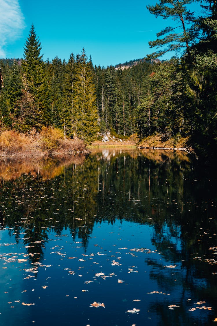 Green Pine Trees Beside A Lake