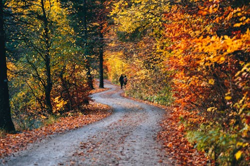 People Walking on the Unpaved Pathway in the Forest