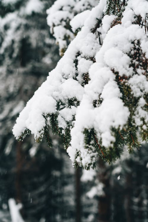 A Snow Covered Coniferous Tree During Winter