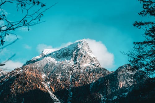 Trees Under Snow Capped Mountain