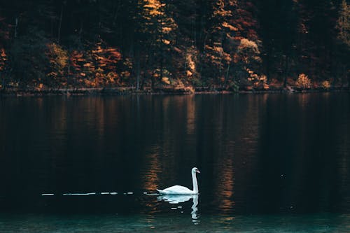 White Swan on Body of Water