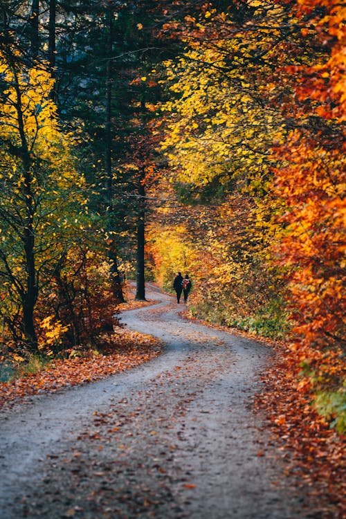 Gratuit Photos gratuites de arbres, automne, chemin de terre Photos