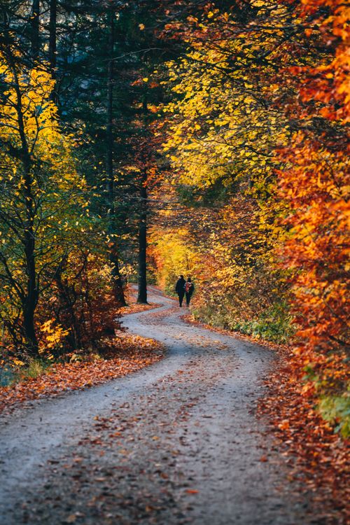 Free Couple walking down a beautiful forest trail surrounded by vibrant autumn leaves. Stock Photo