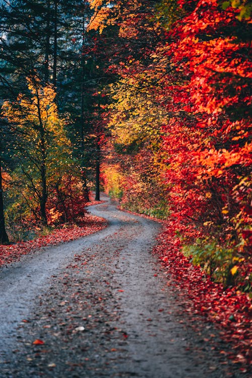Free Forest Path Between Trees Stock Photo