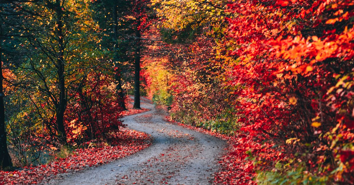 Path Between Tree Forest Path Between Trees · Free Stock Photo